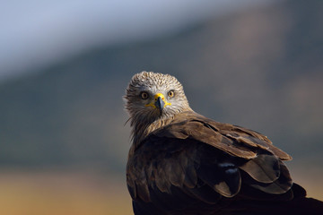 Milano negro (Milvus migrans)