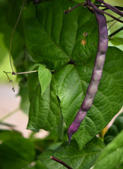 Beans in the garden 