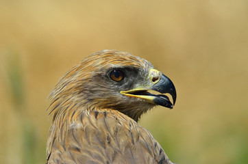 Milano negro (Milvus migrans)