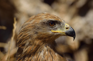 Naklejka premium Milano negro (Milvus migrans)
