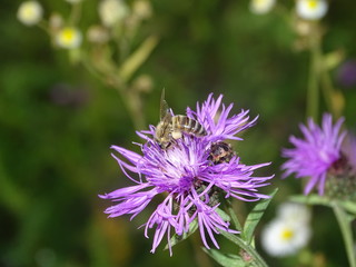 bee on flower