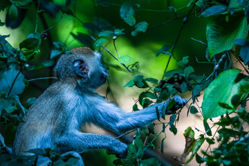 verspielte Meerkatzen