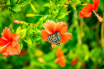 Beautiful Black and White Butterfly Perching on Red Flowers