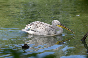 Pélican blanc (Pelecanus onocrotalus)