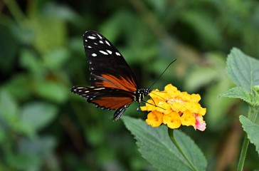 Tiger Longwing (Heliconius Hecale) or Golden Helicon butterfly on yellow flower