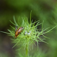 fly on leaf