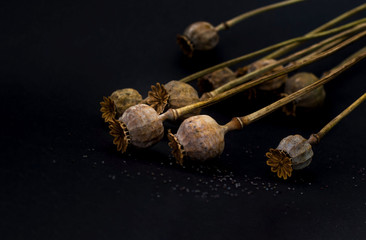 Creative layout of colorful dry poppy on dark background. Seasonal concept