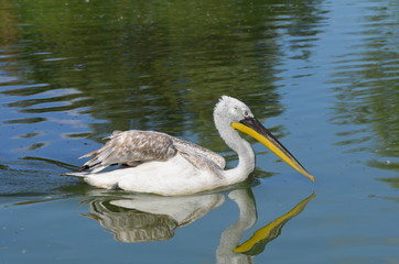 Pélican blanc (Pelecanus onocrotalus)