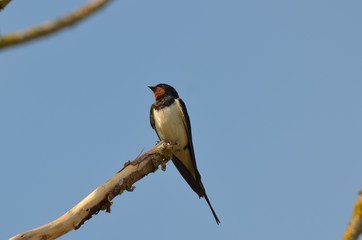Hirondelle rustique (Hirundo rustica)  © Emmanuelle KUHN