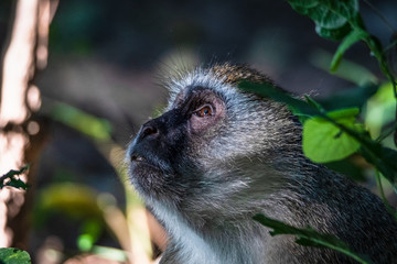 neugierige Meerkatze