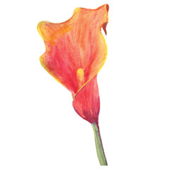 Flower of orange calla lilies from a wedding bouquet. Watercolor illustration