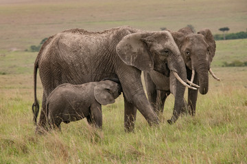 Naklejka na ściany i meble baby elephant feeding from its mother in the Masai Mara