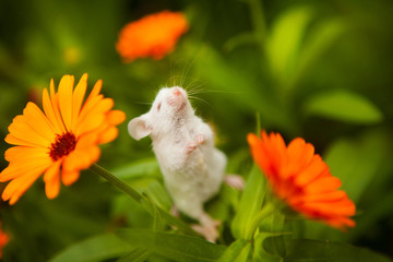 White mouse sitting on a orange flower