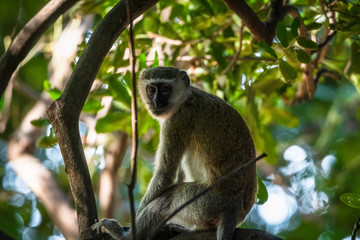 neugierige Meerkatze
