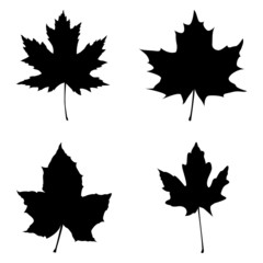  Maple leaves