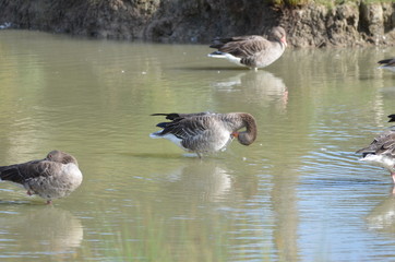 Oie cendrée (Anser anser)