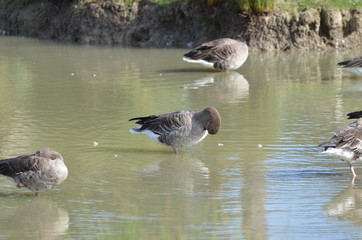 Oie cendrée (Anser anser)