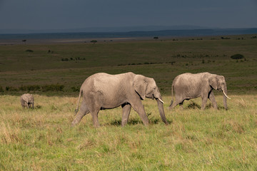 pair of elephants walking against a backdrop of dark skies