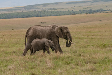 Naklejka na ściany i meble profile view of mother and baby elephant
