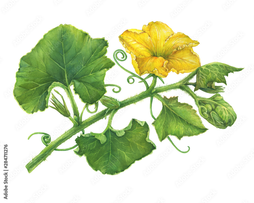 Wall mural branch with yellow flower and leaves pumpkin. watercolor hand drawn painting illustration, isolated 