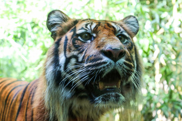 Sumatra-Tiger (Panthera tigris sumatrae)