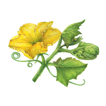 Branch with yellow flower and  leaves pumpkin. Watercolor hand drawn painting illustration, isolated on white background.