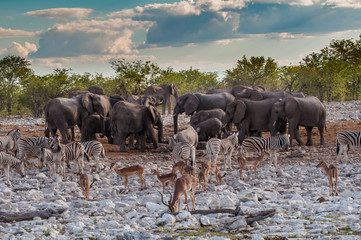 Wildlife crowds round a watering hole in Etosha National Park, Namibia