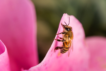 Image of bee  on pink flower collects nectar.