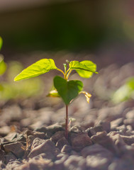 Yuyos en las Piedras