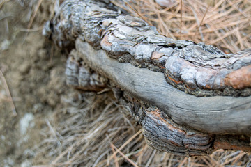 Fototapeta na wymiar Burnt tree bark surrounding a centre trunk in the Canary Island Pine tree (pinus canariensis) in Mirador de la Cumbrecita, La Palma, Canary Islands, Spain