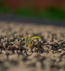 Yuyos en las Piedras