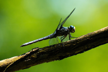 dragonfly on branch
