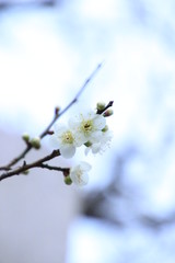 白梅