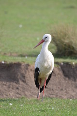 Cigogne blanche (Ciconia ciconia) 