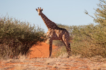 A lone giraffe on the edge of the Kalahari desert in Namibia