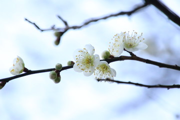 白梅