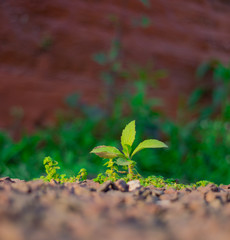 Yuyos en las Piedras