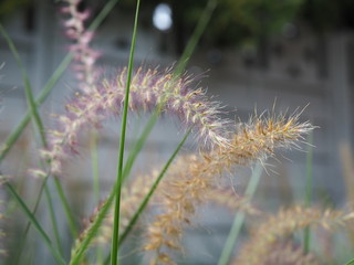 Obraz premium Romantic plants in the garden