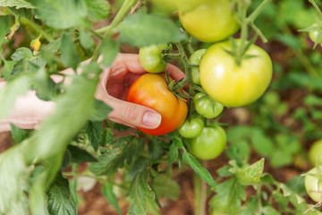 Gardening and agriculture concept. Woman farm worker hand picking fresh ripe organic tomatoes. Greenhouse produce. Vegetable food production. Tomato growing in greenhouse