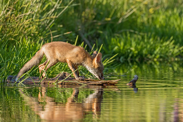 Young fox is standing on a wooden trunk at the edge of the lake