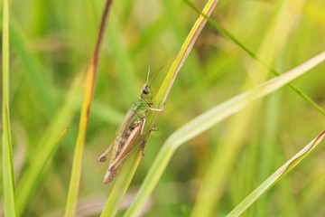 Grasshopper clinging to a blade of grass closeup. Horizontally. 