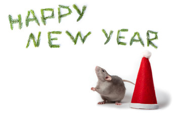 Decorative dumbo rat next to santa hat on white isolated background. The inscription Happy New Year, made of spruce twigs. Year of the rat.