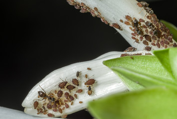 Aphids are a parasitic insect that sucks juice from plants. Ants taking care of aphids.