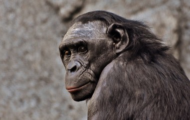 Chimpanzee in front of a gray background