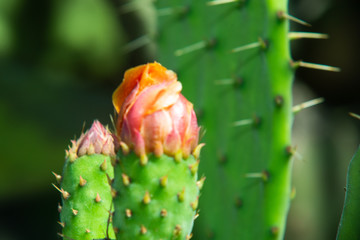 Cactus Flower