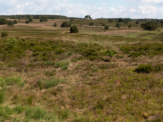 Wanderung auf dem Heidschnucken Weg in der Lüneburger Heide von Undeloh über Wilsede nach...