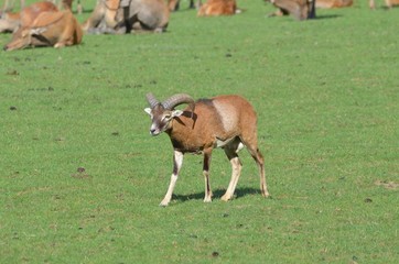 Mouflon de Corse 