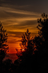 red sunset behind the trees