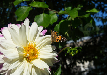 Butterfly on color close-up.