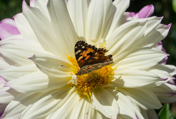 Butterfly on color close-up.